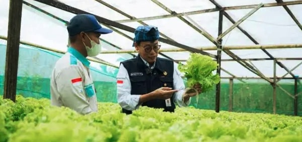 Petani